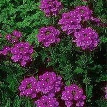 Sale 500 Seeds Purple Hardy Moss Verbena Tenuisecta Flower  USA - £7.79 GBP