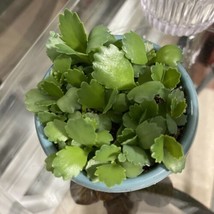 MOTHER GOOSE  Of 1000000 Succulent Plant 5 Small Rooted FREE BONUS - $9.99