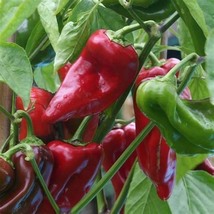 Hot Pepper Leutschauer Paprika, 25 Seeds R - £10.71 GBP