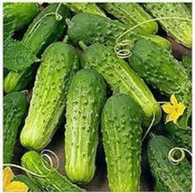 25 + Seeds  Idaho Cucumbers Pickling Cucks Small 5/6 Long 50 Days Harvest Vegeta - $8.94