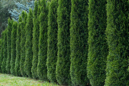 50 Thuja Tree Seeds Thuja Occidentalis White Cedar Arborvitae Hedge Row Fast Bea - £4.66 GBP