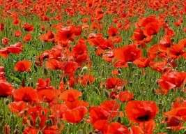 20 Poppy American Legion Seeds Red Flowera Seller - £6.54 GBP