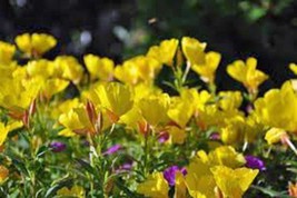 Evening Primrose 500 Seeds Organic Newly Harvested, Beautiful Yellow Flowers - £7.20 GBP