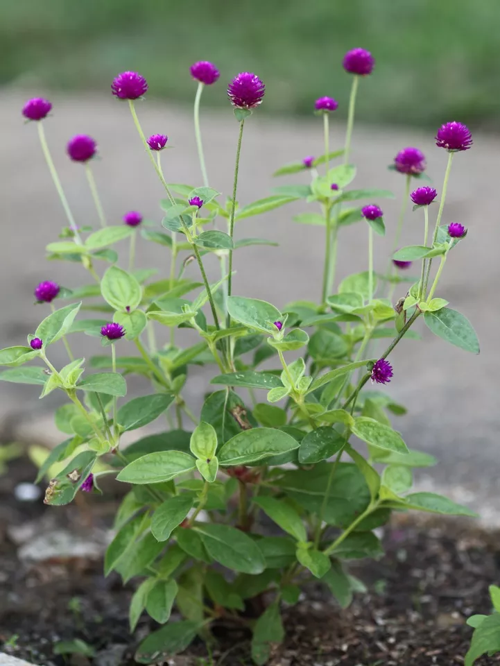 50 purple Gomphrena Globosa Globe Amaranth seeds ** organically grown  - £7.07 GBP
