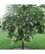 Sourwood Tree Oxydendron Arboreum Bareroot New Fast Shipping - $44.88
