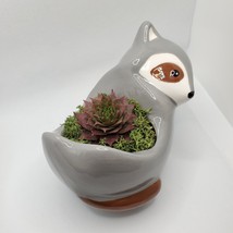 Live Succulent in Raccoon Animal Planter, 5" grey glazed ceramic pot Sempervivum image 3