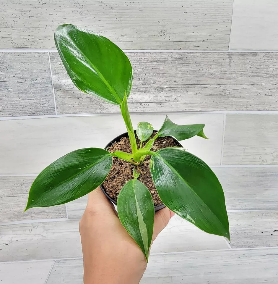 Philodendron &#39;Congo Green&#39;, Congo Philodendron Rare live plant in 3 inch... - £23.38 GBP