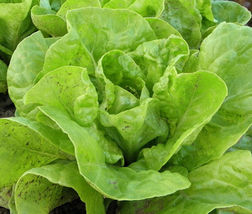 10 Varieties Romaine and Butterhead Lettuce Collection, NON-GMO - £9.27 GBP+
