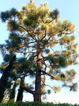 Pinus Canariensis Canary Island Pine 40 Seeds Fresh Garden - £14.84 GBP