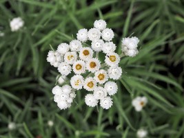 Pearly Everlasting 300 Seeds for Planting-Yellow Flowering Perennial for Gardens - £13.47 GBP