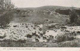 Postcard Band of Sheep Grazing Near Billings Montana MT - £7.79 GBP