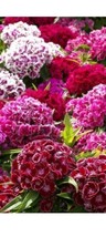 Sweet William Tall Double Mix Dianth 20&quot; Partshade Ok 150Grams Of Seeds - £5.31 GBP