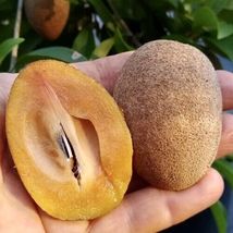 SAPODILLA nispero (Manilkara zapota) tropical fruit live tree 10"-18" - $76.00