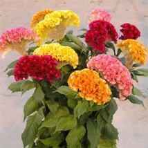 Celosia Seeds Celosia Act Mix 25 Cockscomb Seeds Gardening USA Shipping - £9.23 GBP