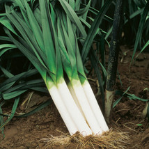 American Flag Leek Seeds, Broad London, NON-GMO, Variety Sizes, Free Shipping - £1.31 GBP+