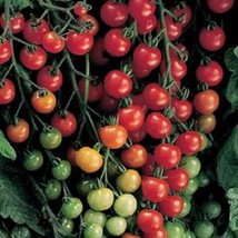 25 Tomato Super Sweet 100 Vegetable Seeds - $22.85