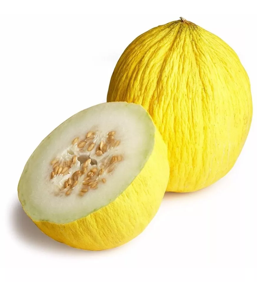 HGBO 25 Quality Fresh Golden Beauty Casaba Melon Premium Seeds USA Seller - $8.68