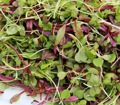 FREE SHIPPING 500 Spicy Salad Microgreen Seeds Non GMO Heirloom High Germination - £10.32 GBP