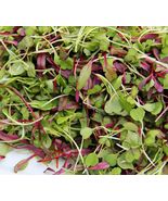 FREE SHIPPING 500 Spicy Salad Microgreen Seeds Non GMO Heirloom High Ger... - $12.99