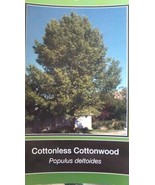 Cottonless Cottonwood Tree Fast Growing Live Shade Trees New Easy Hardy ... - $96.95