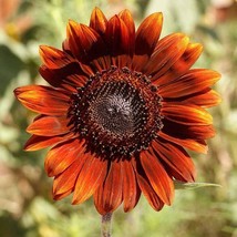 Sunflower Velvet Queen Open Pollinated Heirloom 15 Seeds - £1.53 GBP