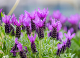 100 Pc Seeds French Lavender Flower, Lavandula Stoechas Seeds for Planting | RK - $16.80