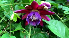 4&quot; Pot Passiflora Ruby Glow Passion Flower Live Plant Easter - £30.21 GBP