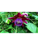 4&quot; Pot Passiflora Ruby Glow Passion Flower Live Plant Easter - £29.72 GBP
