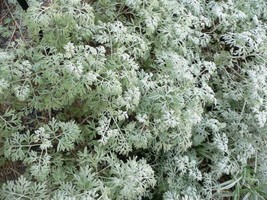 TISSEEDS 500 Absinthe Wormwood Common Artemisia Absinthium Green Ginger Herb Flo - £6.75 GBP