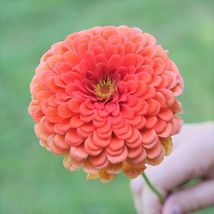 200 Pcs Coral Beauty Zinnia Seeds #MNTS - £6.26 GBP