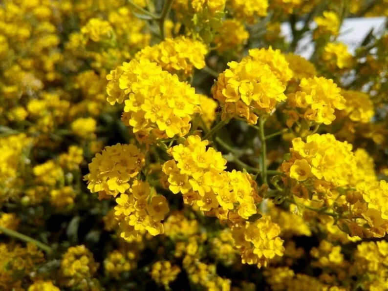 20 Sunset Yellow Cape Myrtle Seeds Tree Flower Perennial Flowers Seed Fr... - $9.58