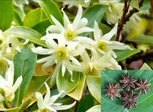 Illicium Verum 20 Seeds Fragrant Chinese Star Anise Shrub Tree Badian Spice Gard - £7.87 GBP