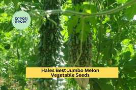 Bitter Melon Dark Jade Hybrid Seeds – 5 Seeds for Planting, High Yield, ... - $5.85+