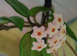 Hoya Carnosa - Porcelain Flower - Tropical Wax Vine - Climbing House Plant - £5.52 GBP
