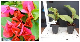 starter/plug plant Well Rooted JAMEES WALKER Live Bougainvillea plant - $40.99