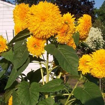 Fresh Seeds Bearsinatree Sunflower Rare - $13.96