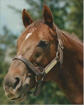 1978 - ALYDAR - Head &amp; Neck - Close-Up Color Photo - 8&quot; x 10&quot; #2 - £15.05 GBP