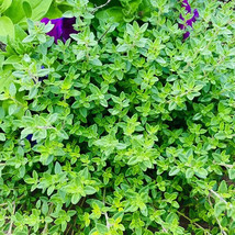 Creeping English Thyme Herb Starter Plant - £4.50 GBP