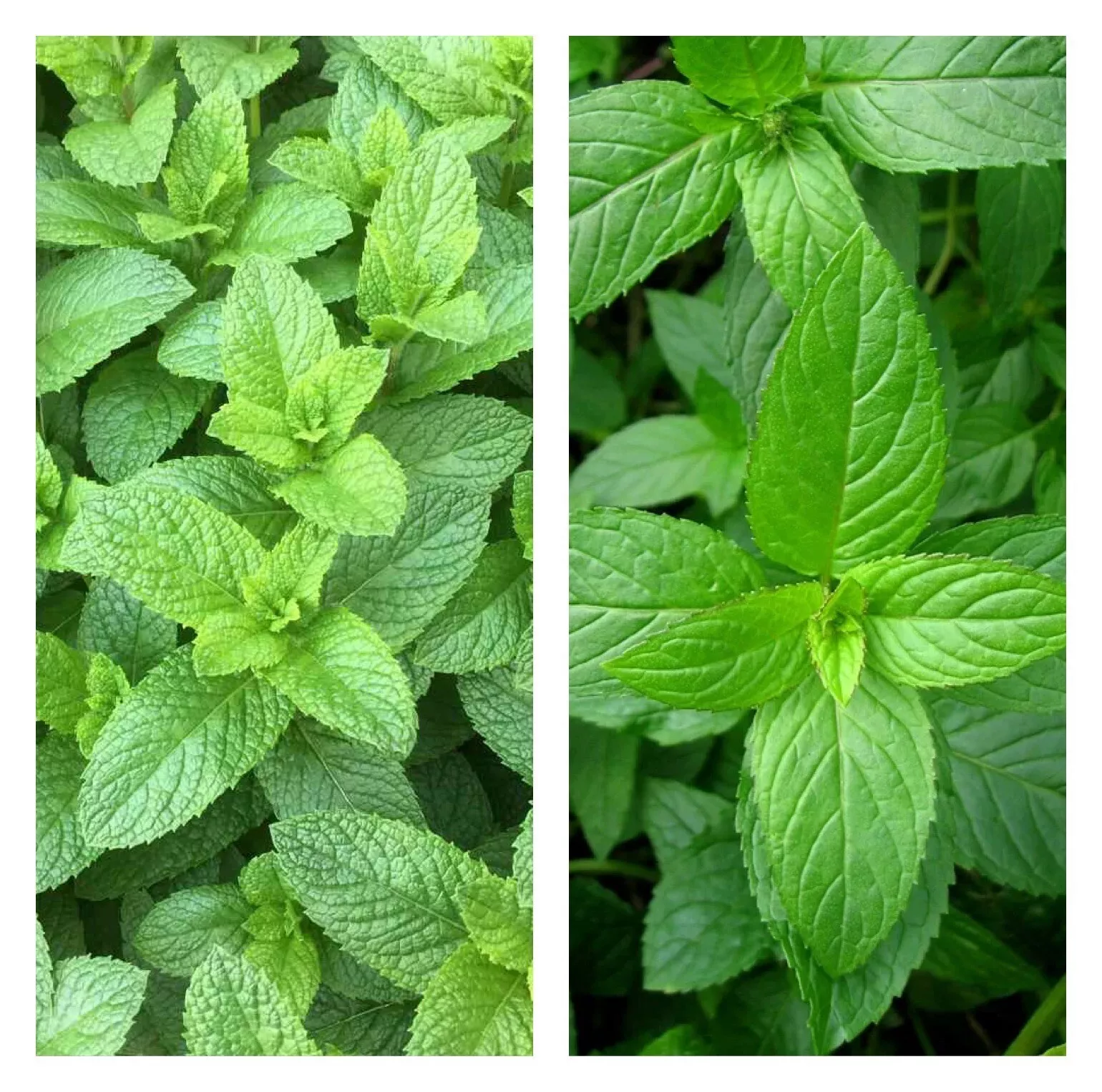 Mixed Mint Seeds 500++ Peppermint + spearmint herb NON-GMO Heirloom Vege... - £18.03 GBP