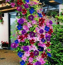 100 Pieces/Bag Clematis Flower Clematis Vines Bonsai Flower Perennial Pl... - $13.26 CAD