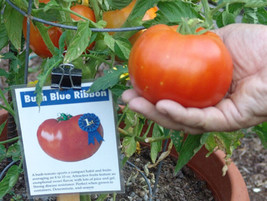 USA SELLER 50 Seeds Blue Ribbon Tomato Juicy Vegetable Fast Shipping - £8.23 GBP