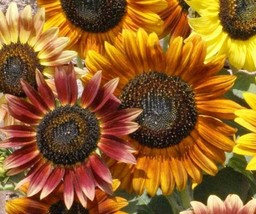 Garden Store Sunflower Seeds 45 Autumn Beauty Mix Annual Bees Birds - $8.59