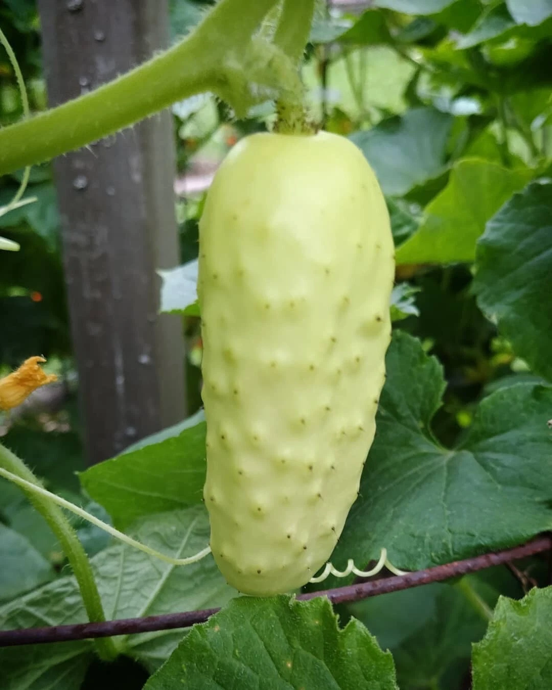 50 Salt and Pepper Cucumber  SEEDS | Organic - $9.28