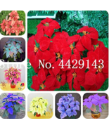 100 Pcs Bag Poinsettia Potted Colorful Flower Indoor Outdoor Flower Flow... - $20.55 CAD