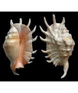 sea shell Lambis milipeed 3 to 4 crafts aquarium lot of 3 natural nautical - £7.49 GBP