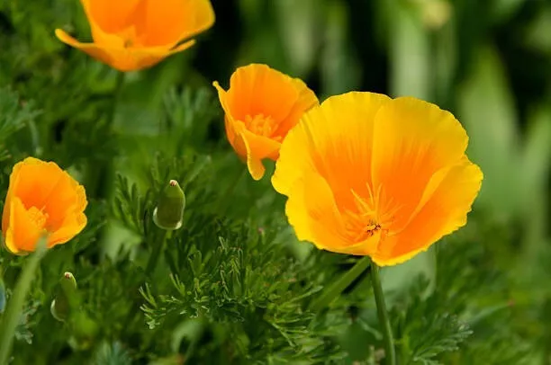 300 ORANGE CALIFORNIA POPPY SEEDS | SALE NON GMO HEIRLOOM - $6.60