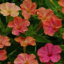 Four Oclock Mirabilis Jalapa Marbles Yellow Red Vine Plant Seeds 200 Seeds Fresh - $15.99