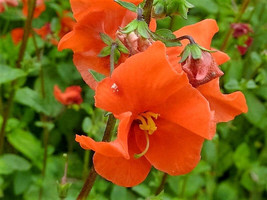 BPA 50 Seeds Scarlet Mask Flower Hummingbird Plant Red Alonsoa Warscewic... - £7.91 GBP