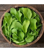 300	Astro Arugula Seeds For Beautiful Garden - $4.99