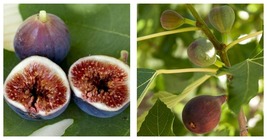 Fig Tree - &#39;Brown Turkey&#39; - Fruiting Fig Tree - Ficus Carica - £29.75 GBP